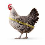 Kippen gulden-zilveren leghoen jonge hennen beschikbaar, Dieren en Toebehoren, Pluimvee, Vrouwelijk, Kip