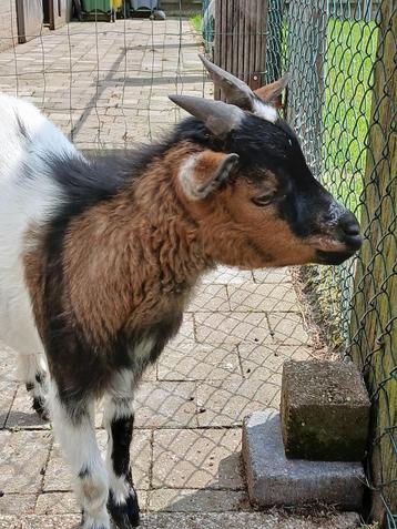 een gecastreerd bokje, Mâle, Chèvre, 0 à 2 ans