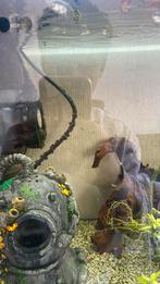 Kleine babyguppies, Dieren en Toebehoren