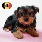 Yorkshire Terriër - Belgische pups te koop, België, Handelaar, 8 tot 15 weken, Meerdere