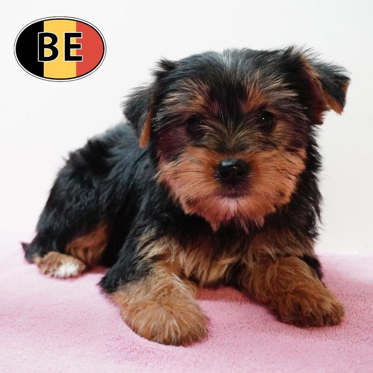 Yorkshire Terriër - Belgische pups te koop, Dieren en Toebehoren, Honden | Jack Russells en Terriërs, Meerdere dieren, Yorkshire Terriër
