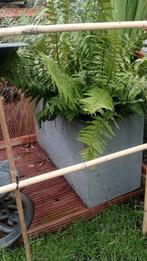 mooie beton look plantenbak met siergras en grote varens in, Tuin en Terras, Ophalen, Vaste plant, Siergrassen, Bloeit niet