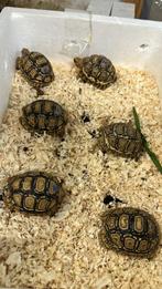 Pardalis- en Sulcata-schildpadden, Dieren en Toebehoren, Reptielen en Amfibieën, Schildpad, 0 tot 2 jaar