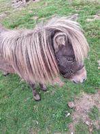 mini paardje, Dieren en Toebehoren, Merrie, Gechipt