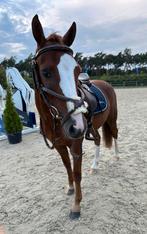 Ruitertje gezocht / lease pony aangeboden, Ophalen