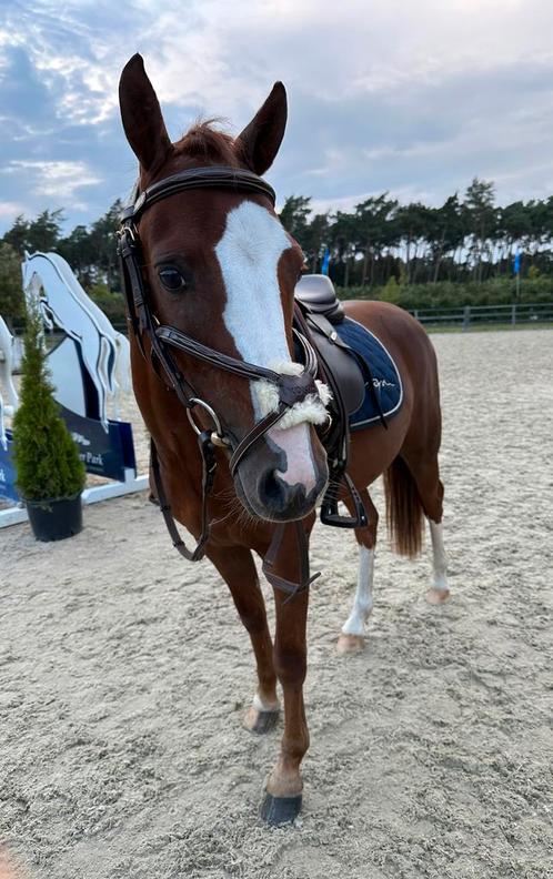 Ruitertje gezocht / lease pony aangeboden, Dieren en Toebehoren, Paarden en Pony's | Verzorgingsproducten, Ophalen