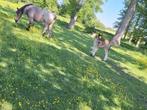 Trekpaard merrie veulen, Dieren en Toebehoren, Paarden, Merrie
