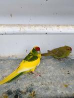 Kakariki's