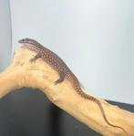 varanus acanthurus red ackie, Dieren en Toebehoren