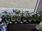 Stekken van mini monstera en Epipremnum., Ophalen