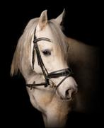 Zuivere Arabische Ruin, Hongre, Vermifugé, 7 à 10 ans