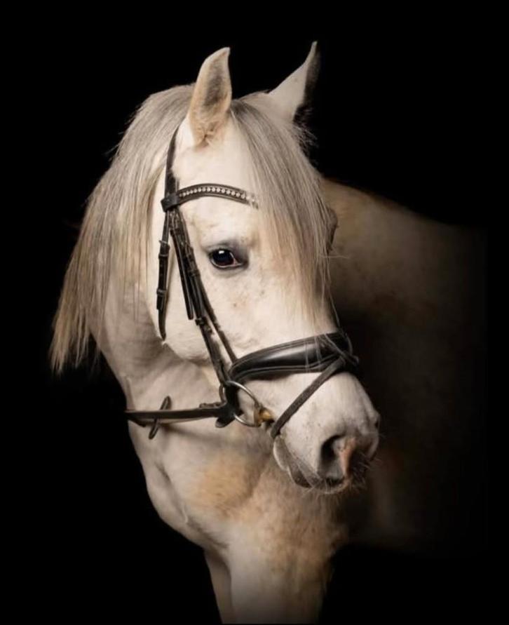 Zuivere Arabische Ruin, Animaux & Accessoires, Chevaux, Hongre, 7 à 10 ans, Avec puce électronique, Vermifugé