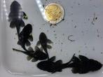 L181 'peppermint pleco', Dieren en Toebehoren, Vissen | Aquariumvissen, Vis, Zoetwatervis