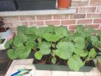 Courgette planten, Tuin en Terras, Planten | Tuinplanten, Ophalen of Verzenden