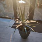 Aloe Vera, Tuin en Terras, Planten | Tuinplanten, Ophalen