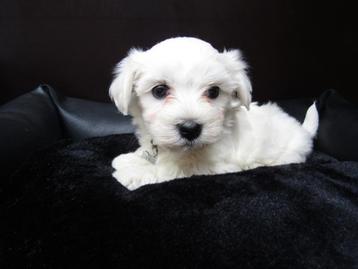 Maltezer puppy teefje beschikbaar voor biedingen