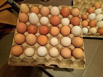 eieren beschikbaar voor biedingen