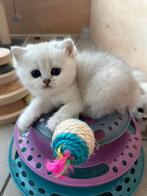 Brits korthaar kittens ️️️, Dieren en Toebehoren, Kater, Gechipt, 0 tot 2 jaar