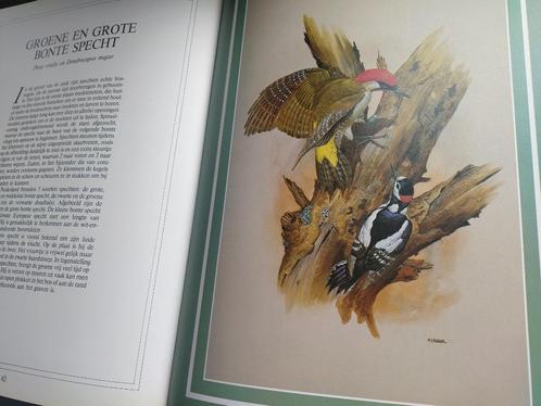 boek: vogelpracht met 24 artistieke afbeeldingen, Boeken, Dieren en Huisdieren, Gelezen, Vogels, Verzenden