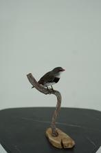 Opgezette Diamantvink - Wildernis Atelier, Ophalen of Verzenden, Nieuw, Vogel, Schedel