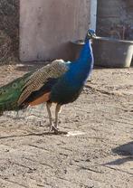 Blauwe pauwhaan, Animaux & Accessoires, Volatiles, Mâle, Autres espèces