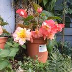 Begonia semperflorens, Tuin en Terras, Ophalen, In pot