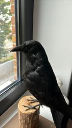 Professioneel opgezette kauw - 6 maand oud, Ophalen, Nieuw, Vogel, Opgezet dier