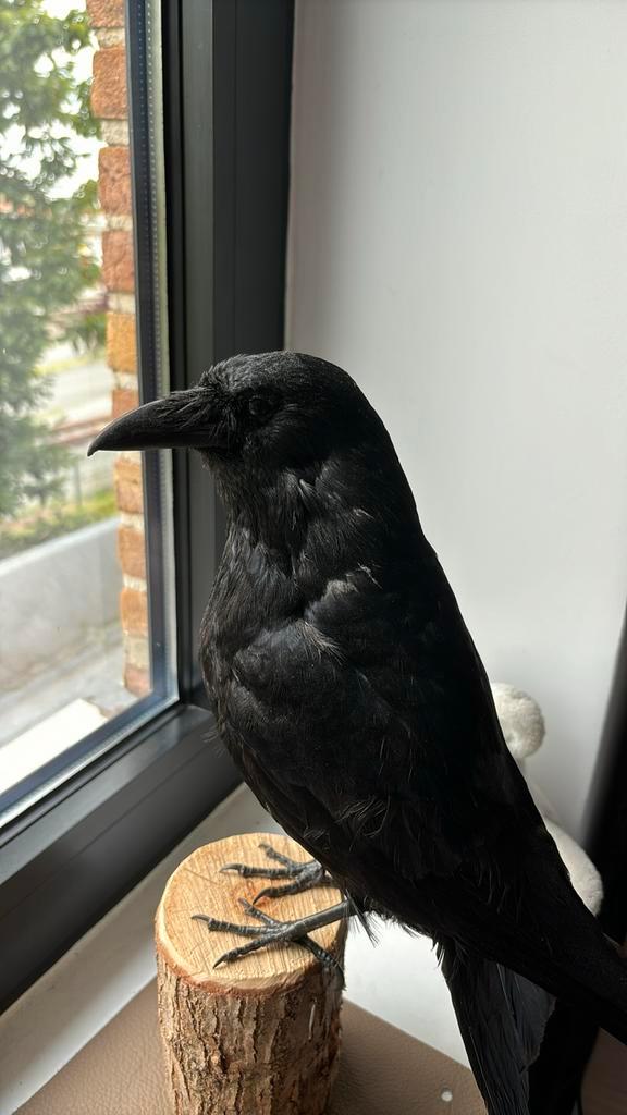 Professioneel opgezette kauw - 6 maand oud, Verzamelen, Dierenverzamelingen, Nieuw, Opgezet dier, Vogel, Ophalen
