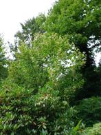 BIJENBOOM (Tetradium 'Danielli), Ophalen of Verzenden, Zomer, Volle zon