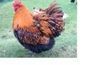 Orpington kippen, Dieren en Toebehoren, Pluimvee, Meerdere dieren, Kip