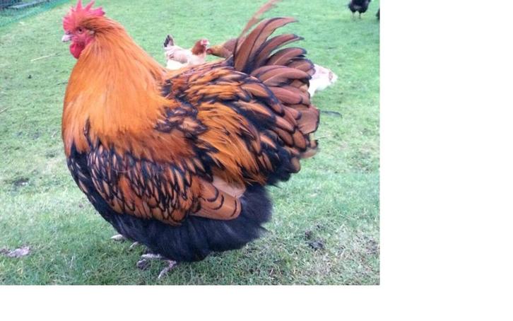 Orpington kippen, Dieren en Toebehoren, Pluimvee, Kip, Meerdere dieren