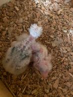 Kakariki, Dieren en Toebehoren, Vogels | Parkieten en Papegaaien, Geslacht onbekend, Parkiet, Geringd