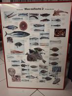 Teubner mooie ingelijste poster zeevissen 2, Ophalen, Gebruikt, Rechthoekig Staand, Met lijst