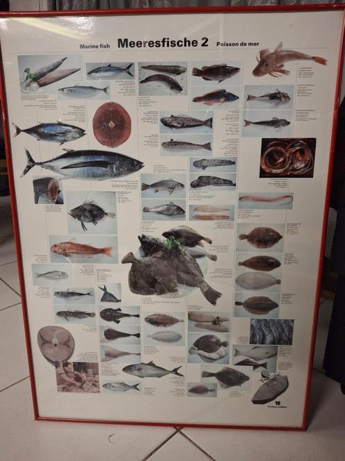 Teubner mooie ingelijste poster zeevissen 2, Verzamelen, Posters, Gebruikt, Rechthoekig Staand, Met lijst, Ophalen