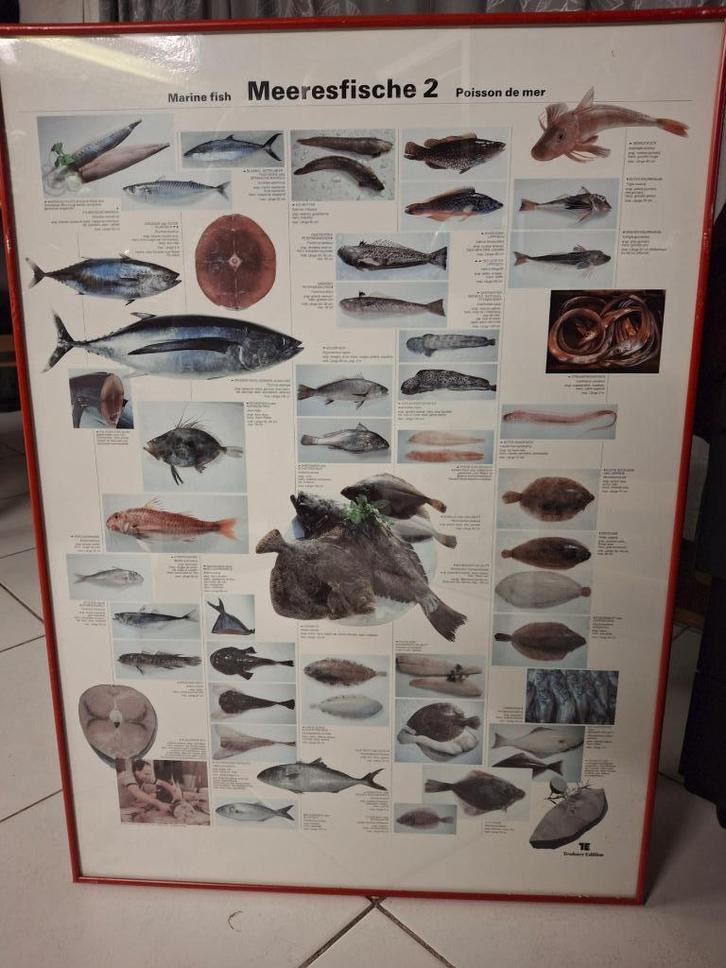 Teubner mooie ingelijste poster zeevissen 2, Verzamelen, Posters, Gebruikt, Rechthoekig Staand, Met lijst, Ophalen