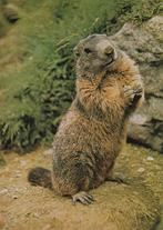 MARMOT, Verzenden, Ongelopen, Knaagdier