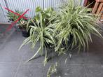 Allerhande kamerplanten aan 5€/st, Enlèvement, Autres espèces, En pot