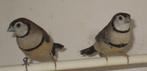 bichenow astrildes, oranjekaakje, diamantvinken, Dieren en Toebehoren, Meerdere dieren, Tropenvogel, Geringd