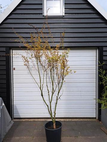 Acer palmatum Higasa Yama Japanse esdoorn beschikbaar voor biedingen