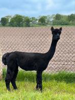 Zwarte drachtige alpaca merrie, Femelle