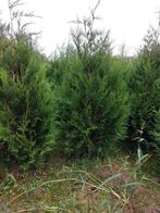 Thuja plicata Atrovirens, Tuin en Terras, Planten | Struiken en Hagen, Ophalen of Verzenden