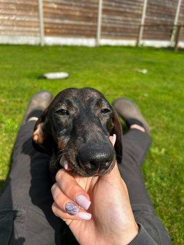 Chiot  teckel à poil dur junior