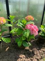 Hortensia (roze), Jardin & Terrasse, Plantes | Arbustes & Haies, Enlèvement, Hortensia