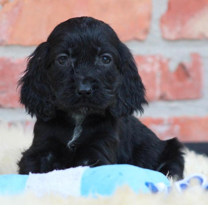 Engelse Cocker pups, Dieren en Toebehoren, Honden | Retrievers, Spaniëls en Waterhonden, Meerdere dieren, Spaniël, Fokker | Professioneel