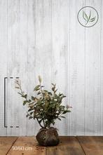 Olijfwilg - pot 3 L, Tuin en Terras, Planten | Struiken en Hagen, Ophalen, Haag