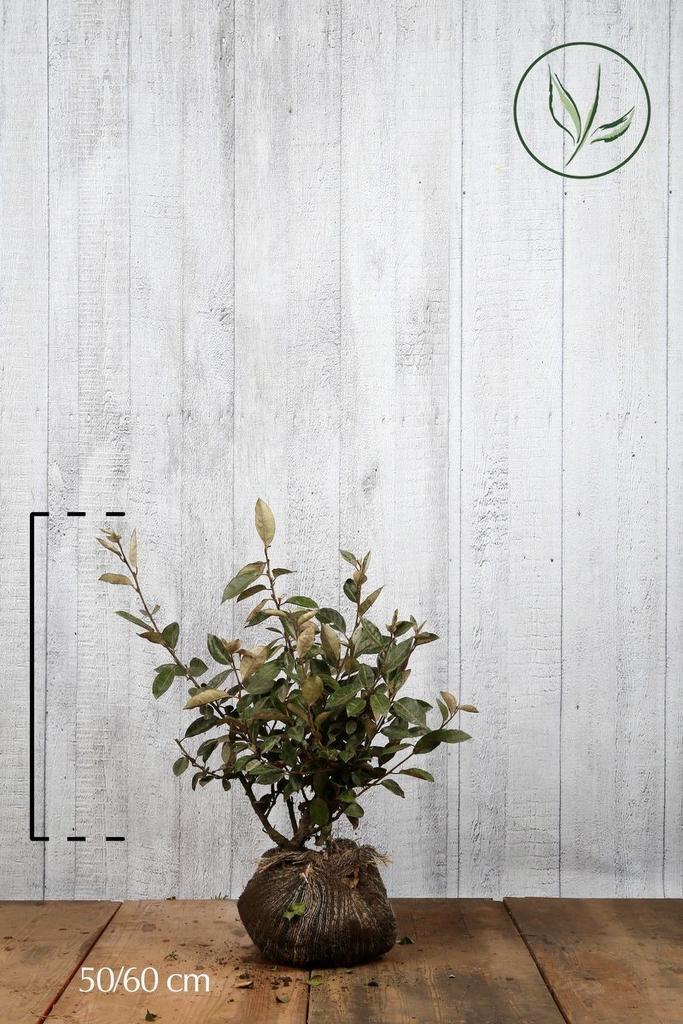 Olijfwilg - pot 3 L, Tuin en Terras, Planten | Struiken en Hagen, Haag, Ophalen