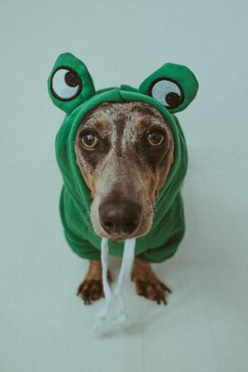 Set accessoires voor hond of kat beschikbaar voor biedingen