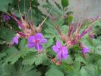 Geranium macrorrhizum Czakor, vaste plant, bodembedekker, Tuin en Terras, Planten | Tuinplanten, Ophalen