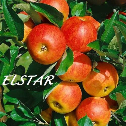 APPELBOMEN IN POT, oa "ELSTAR", MOOIE LAAGSTAMMEN = 15€/Stuk, Jardin & Terrasse, Plantes | Jardin, Plante fixe, Plantes fruitières