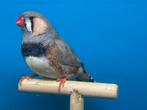Pastel man split zwartborst x bruine pop grote zebravinken, Geringd